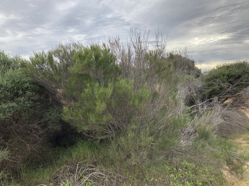 Allocasuarina lehmanniana photo 6