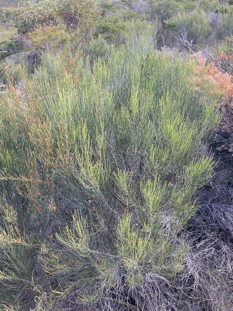 Allocasuarina lehmanniana photo 7