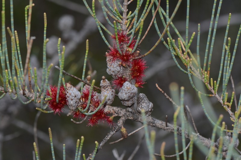 Allocasuarina lehmanniana photo 8