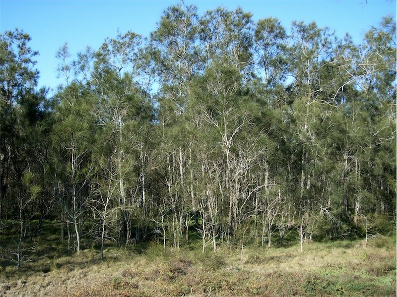 Black She-Oak photo 3