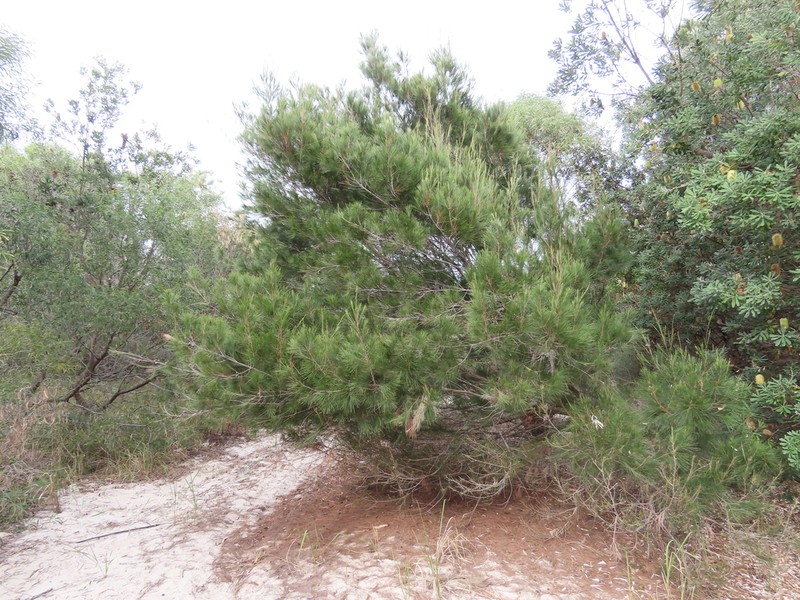 Black She-Oak photo 4