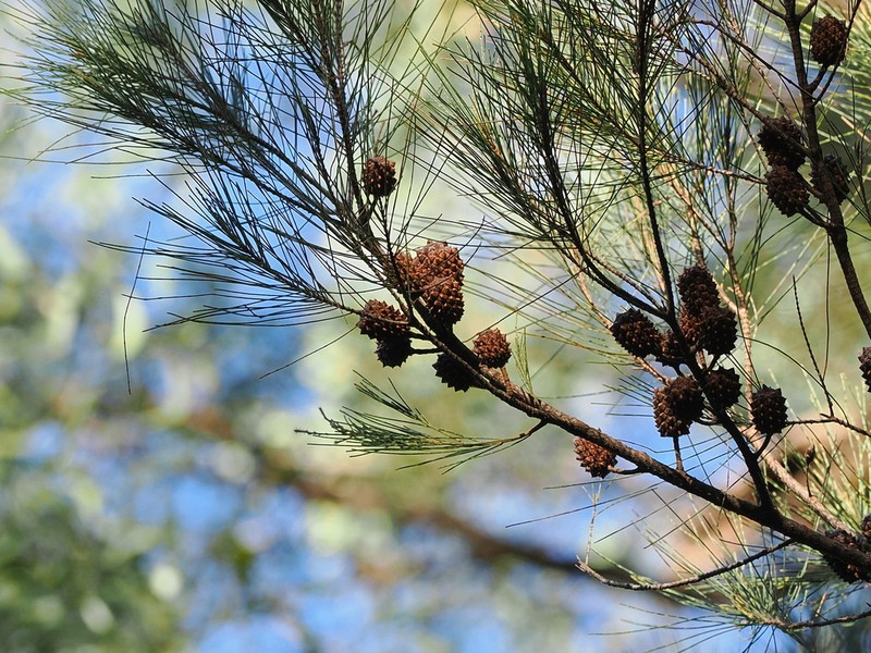 Black She-Oak photo 6
