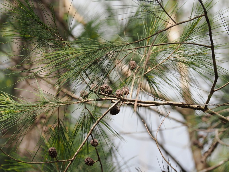 Black She-Oak photo 8