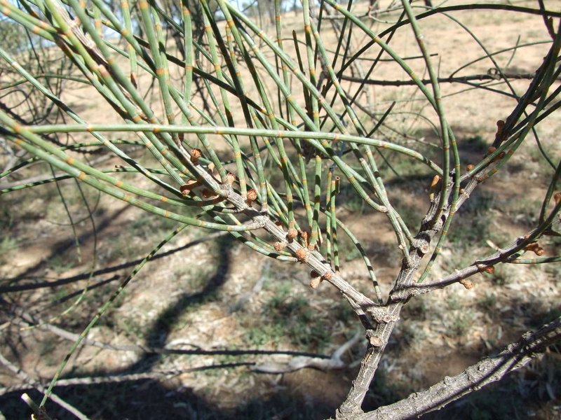 Bull-Oak photo 2