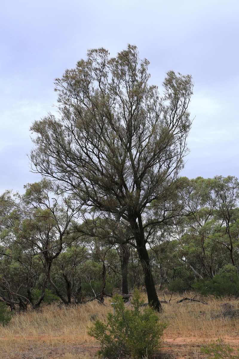 Bull-Oak photo 3