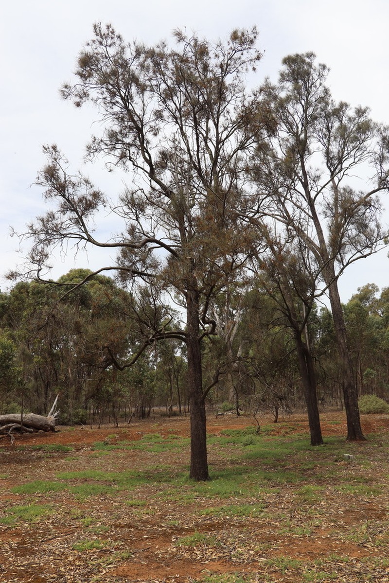 Bull-Oak photo 8