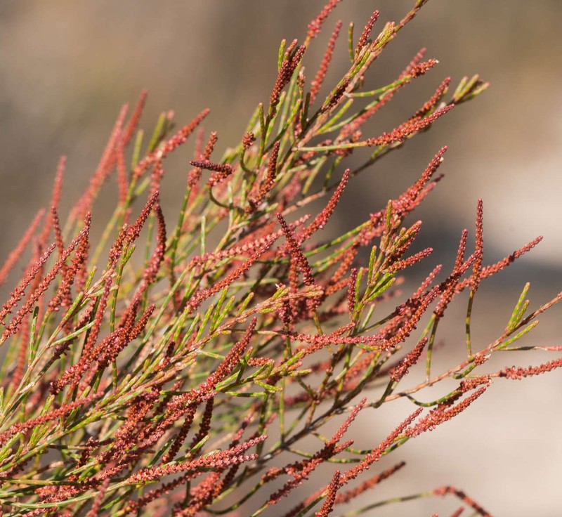 Allocasuarina mackliniana photo 2