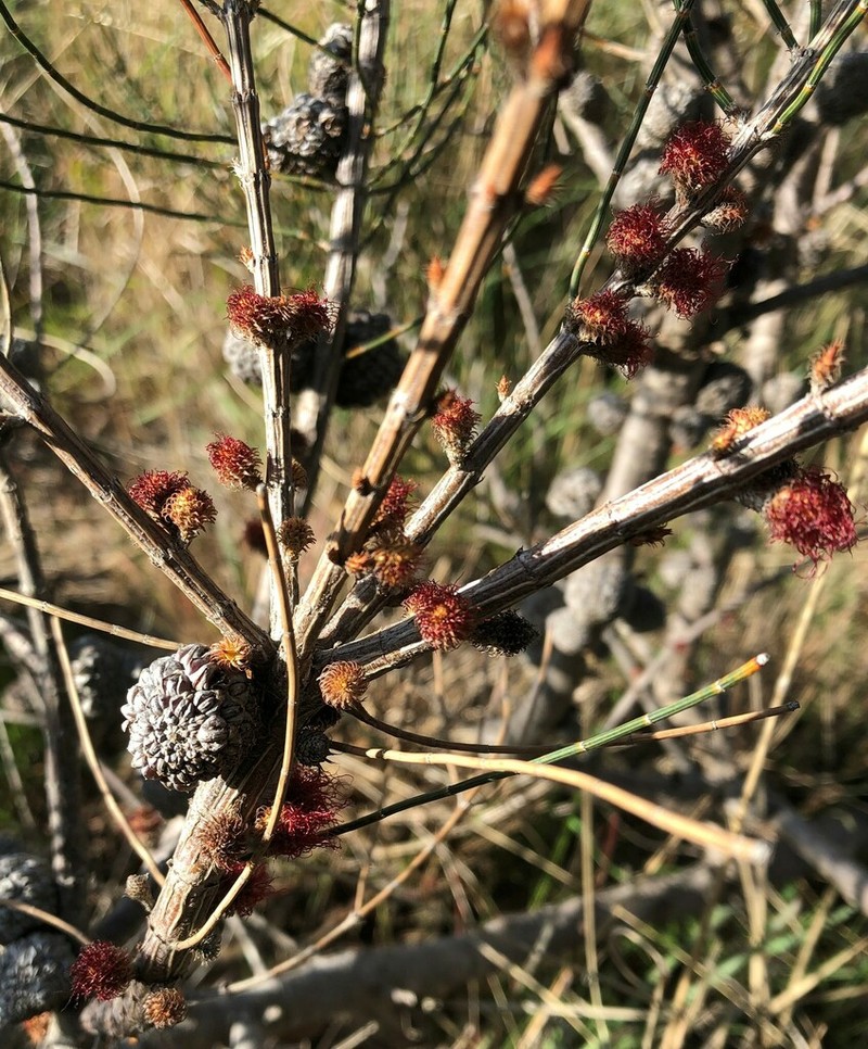 Allocasuarina mackliniana photo 3