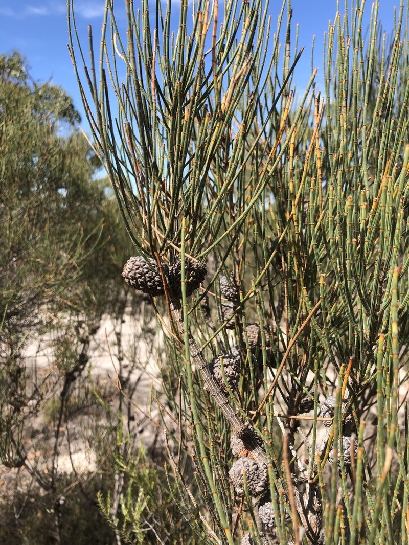 Allocasuarina mackliniana photo 4