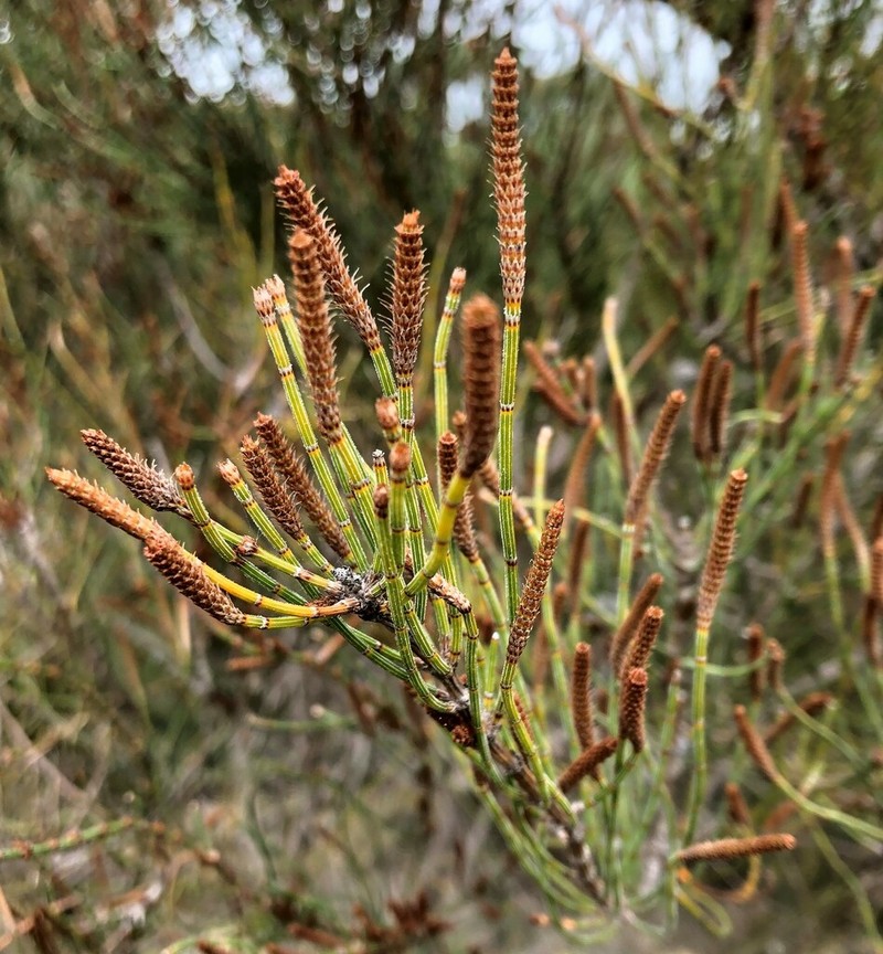 Allocasuarina mackliniana photo 5