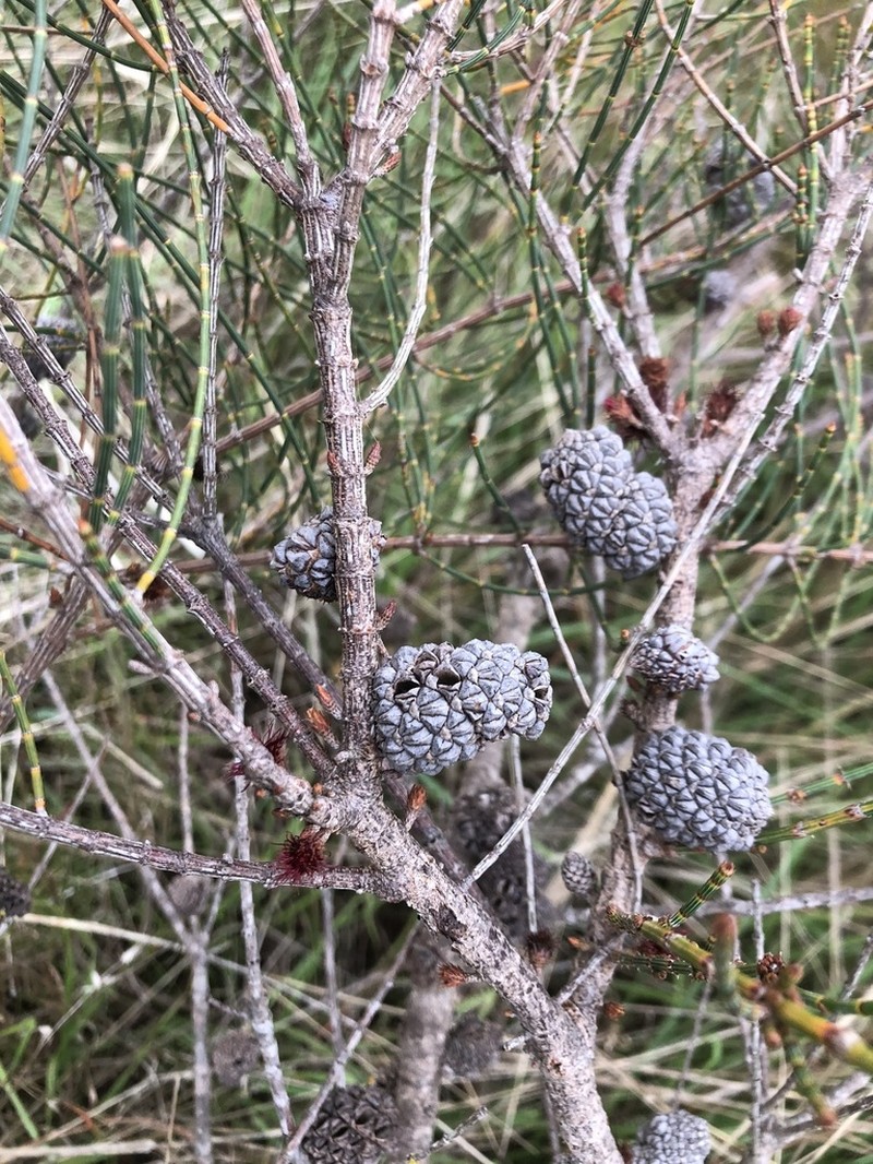 Allocasuarina mackliniana photo 6