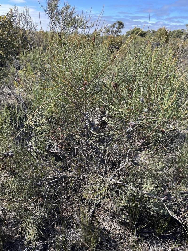 Allocasuarina mackliniana photo 7