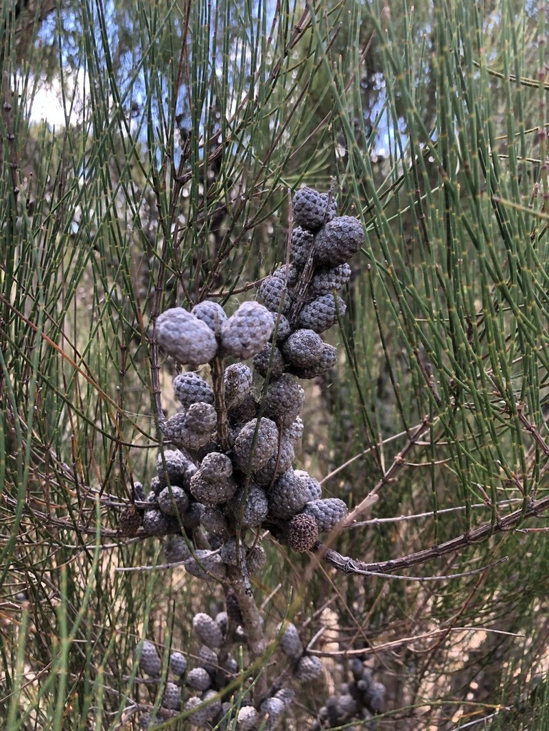Allocasuarina mackliniana photo 8