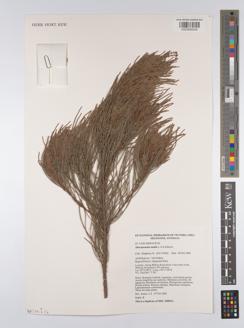 Allocasuarina media