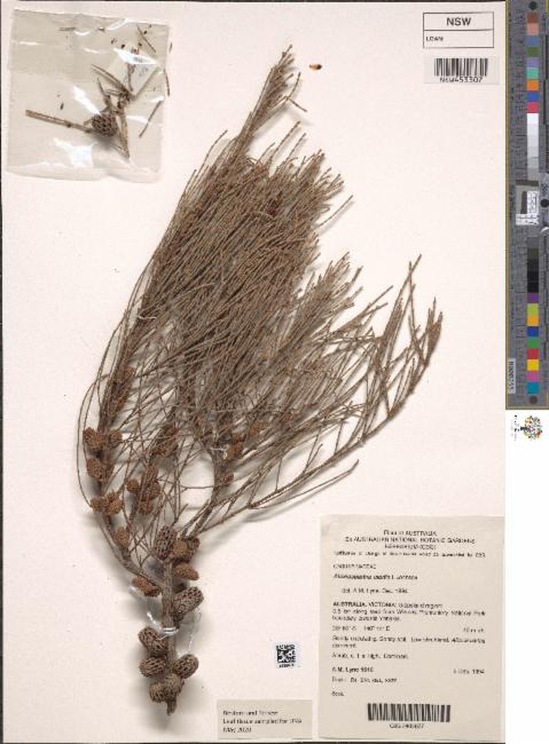 Allocasuarina media photo 2
