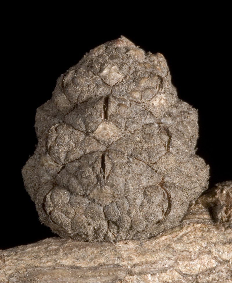 Allocasuarina microstachya