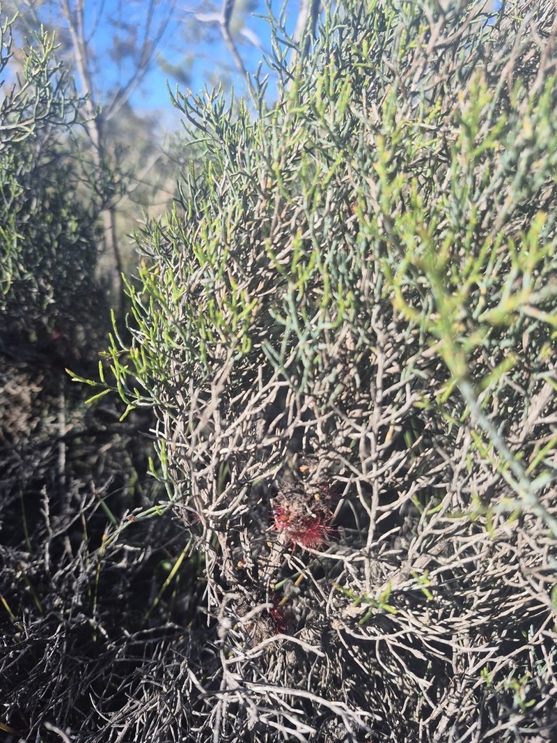 Allocasuarina microstachya photo 2