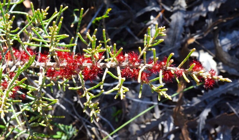 Allocasuarina microstachya photo 3