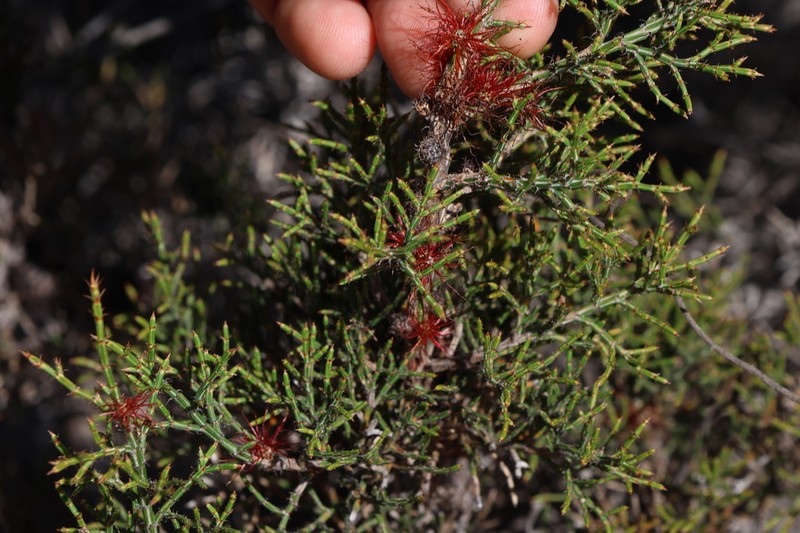 Allocasuarina microstachya photo 4