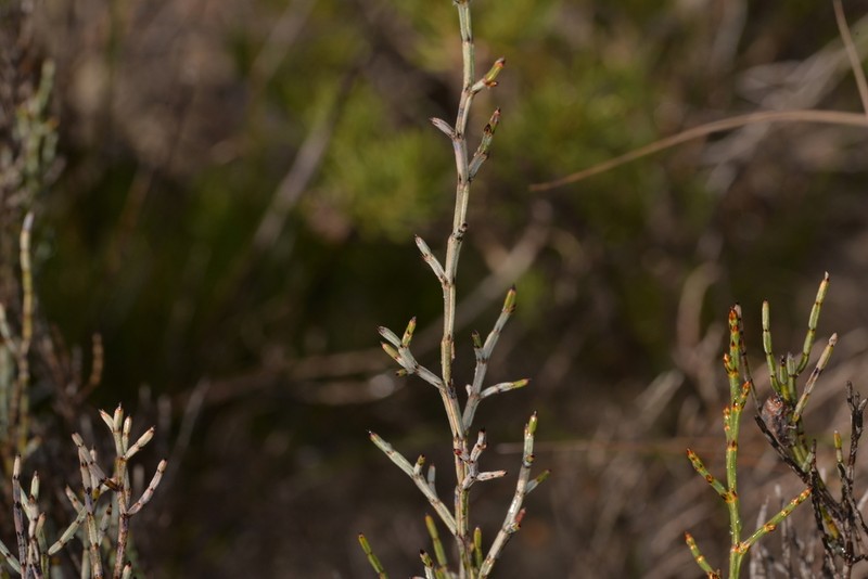 Allocasuarina microstachya photo 5