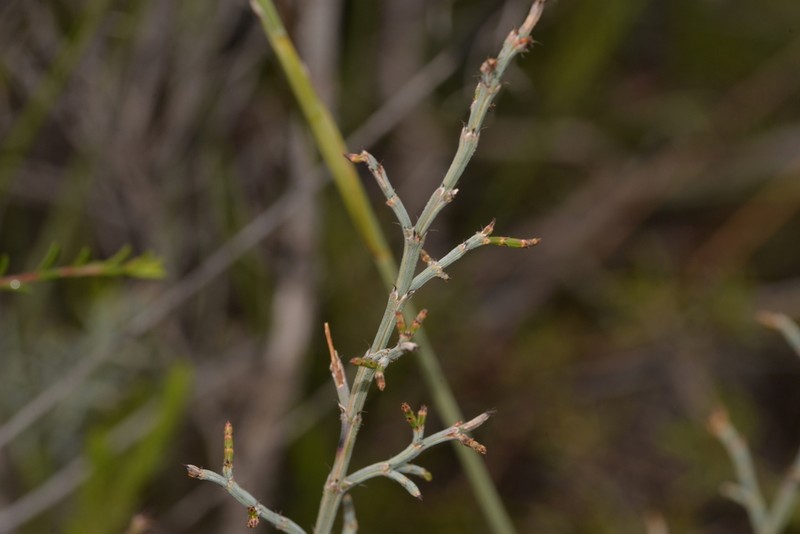 Allocasuarina microstachya photo 6