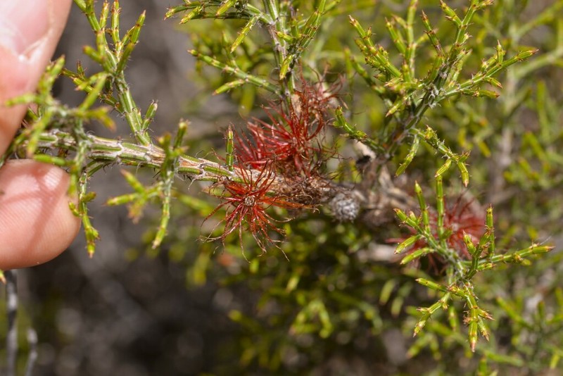 Allocasuarina microstachya photo 7