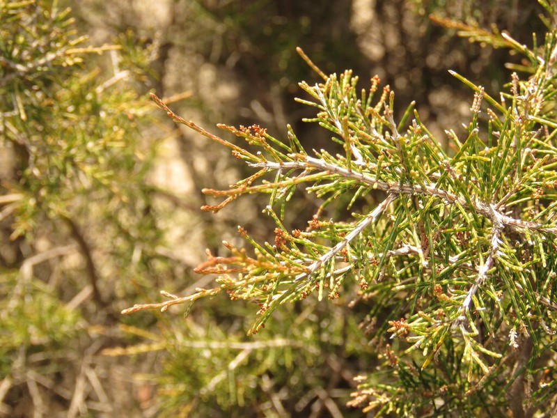 Allocasuarina microstachya photo 8
