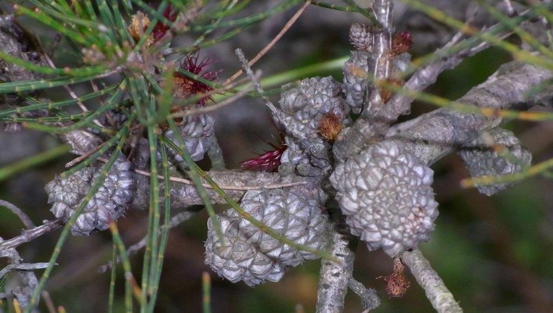 Allocasuarina misera photo 2