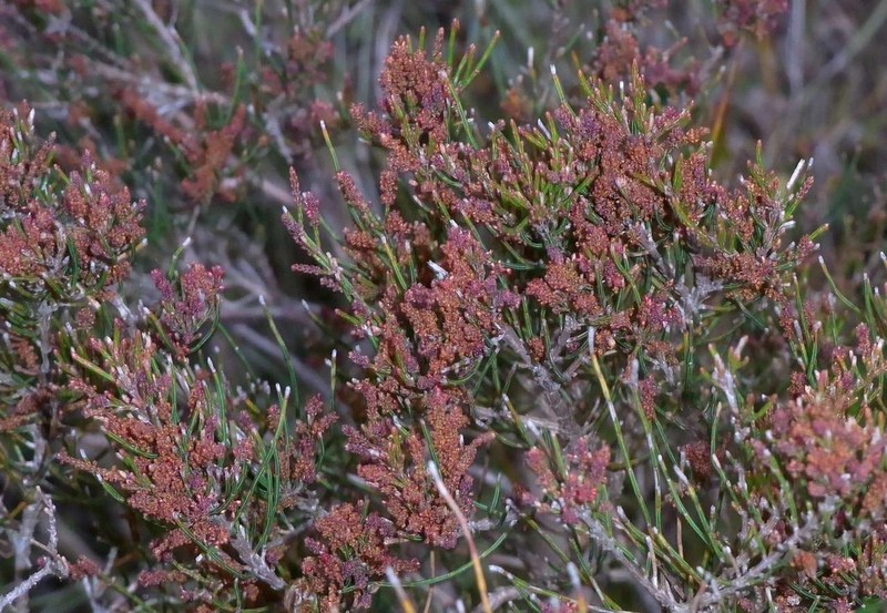 Allocasuarina misera photo 3
