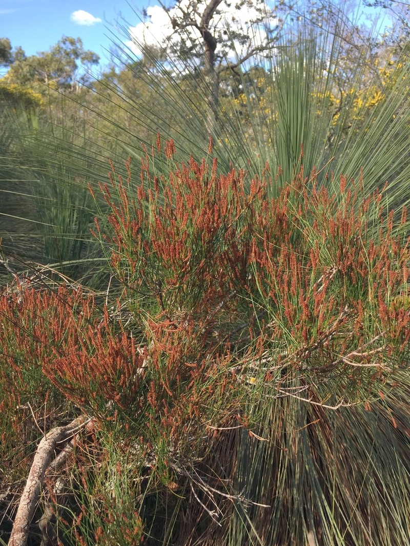 Allocasuarina misera photo 4