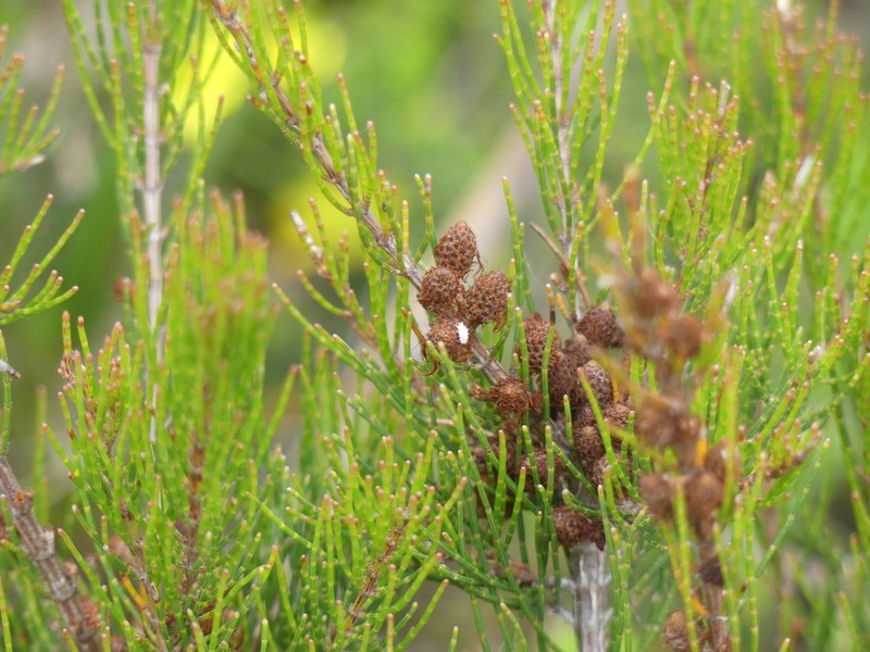 Allocasuarina misera photo 5