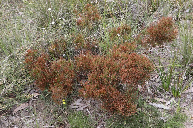 Allocasuarina misera photo 6