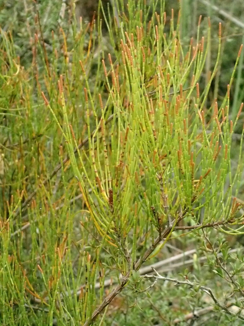 Allocasuarina misera photo 7