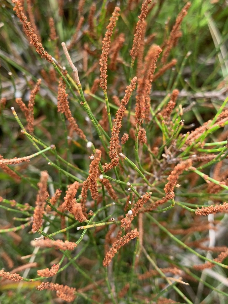 Allocasuarina misera photo 8