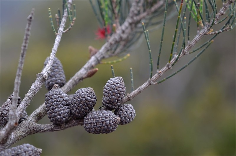 Allocasuarina monilifera