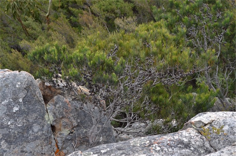 Allocasuarina monilifera photo 2