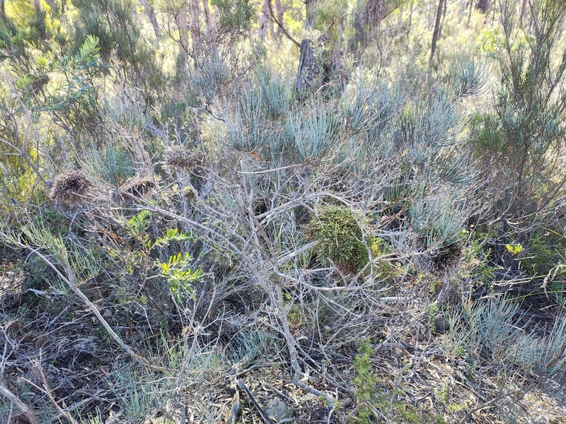 Allocasuarina monilifera photo 3