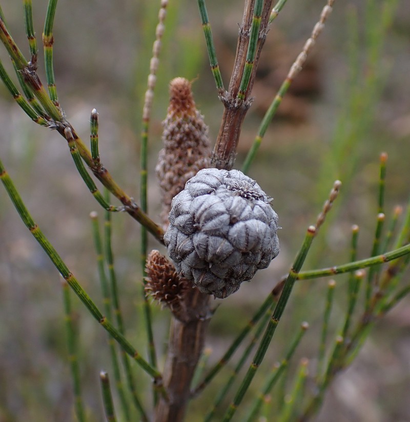 Allocasuarina monilifera photo 4