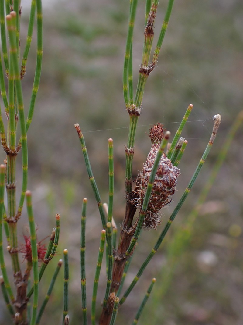 Allocasuarina monilifera photo 5
