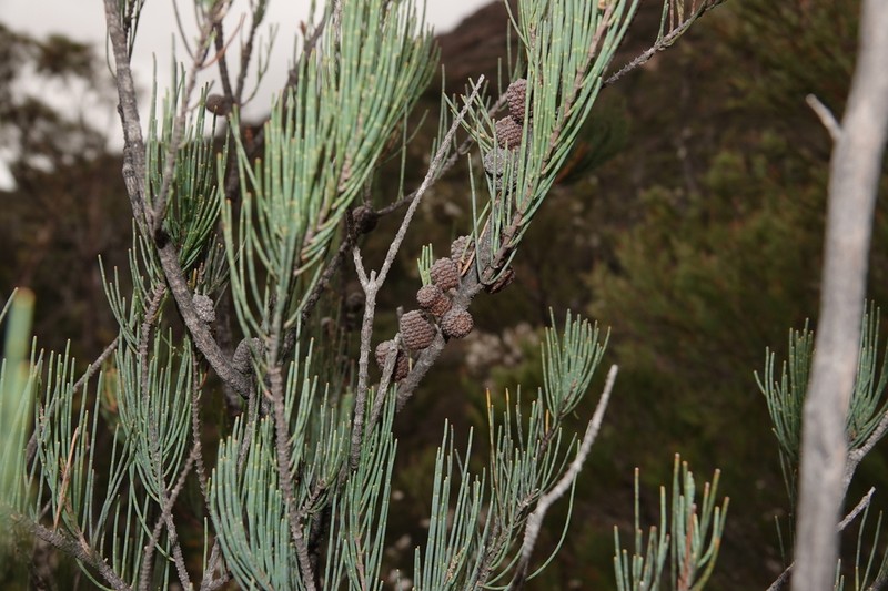 Allocasuarina monilifera photo 6