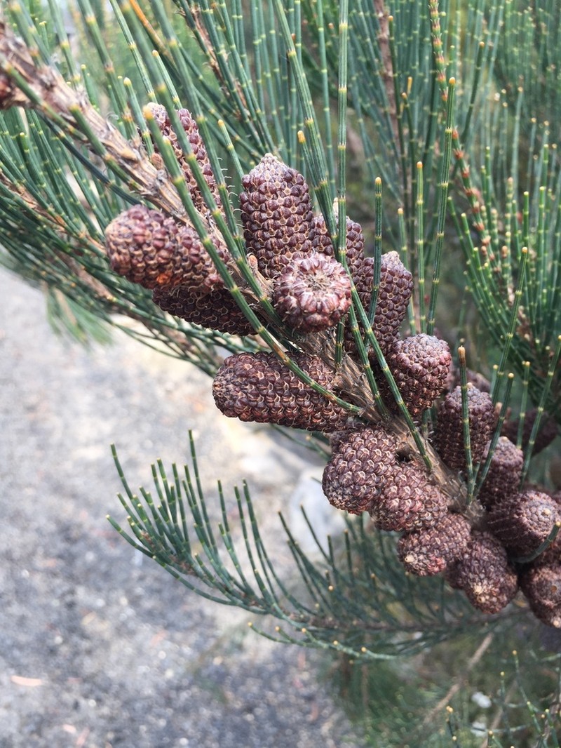 Allocasuarina monilifera photo 7