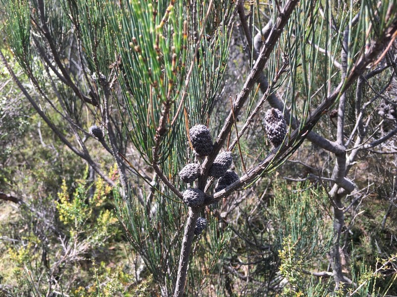 Allocasuarina monilifera photo 8