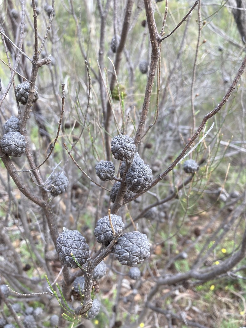 Allocasuarina muelleriana