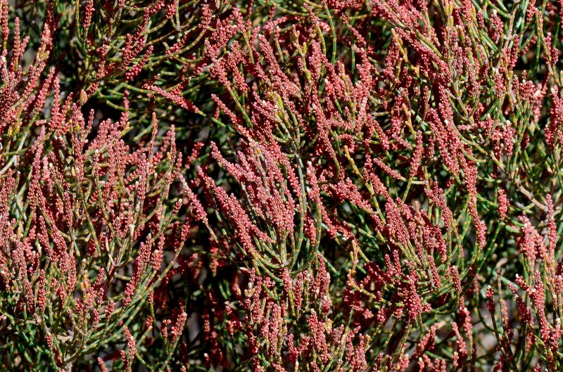 Allocasuarina muelleriana photo 2