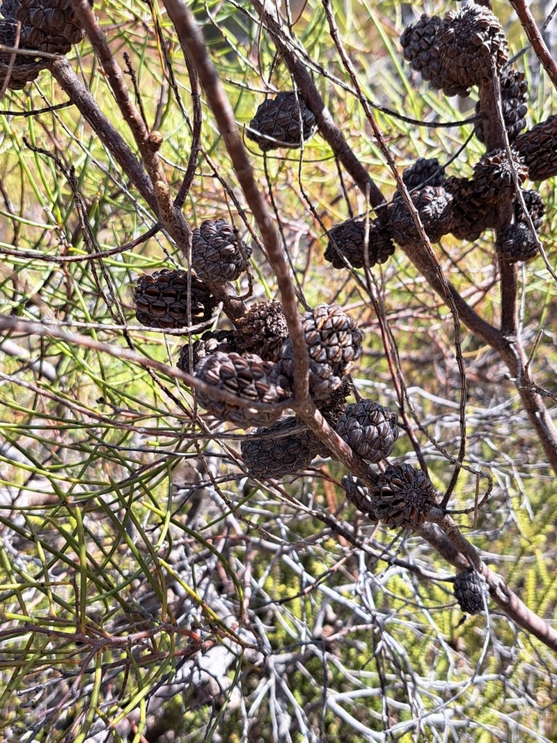 Allocasuarina muelleriana photo 3