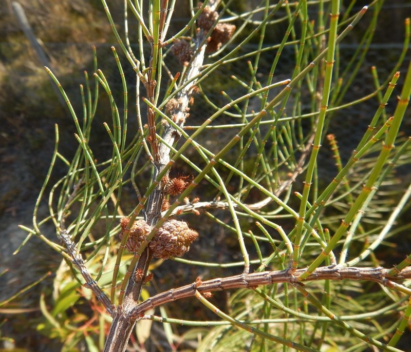 Allocasuarina muelleriana photo 4