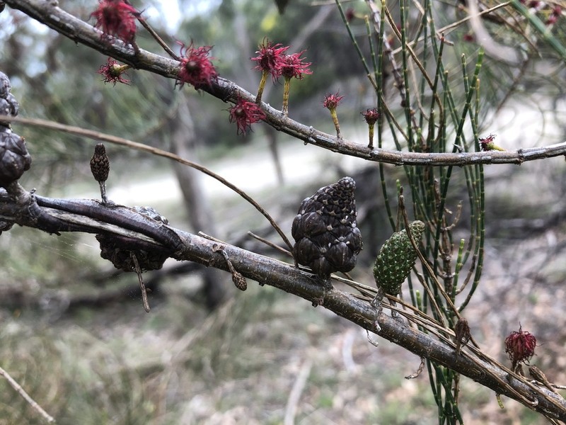 Allocasuarina muelleriana photo 5