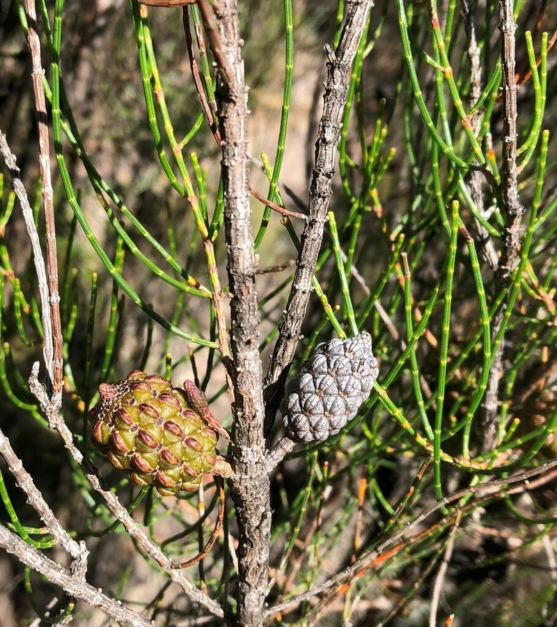 Allocasuarina muelleriana photo 7