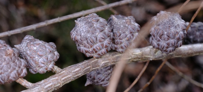 Allocasuarina muelleriana photo 8
