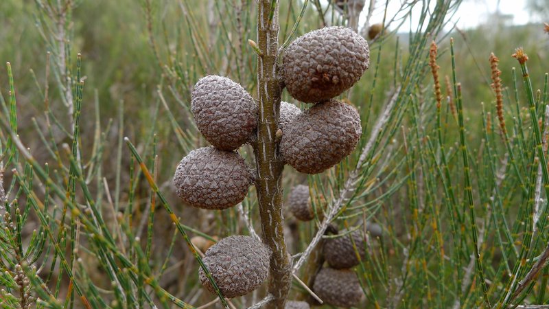 Stunted She-Oak photo 2